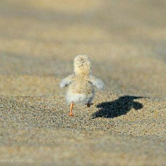 Meet your Posher, Isabel - Picture 1 of 1